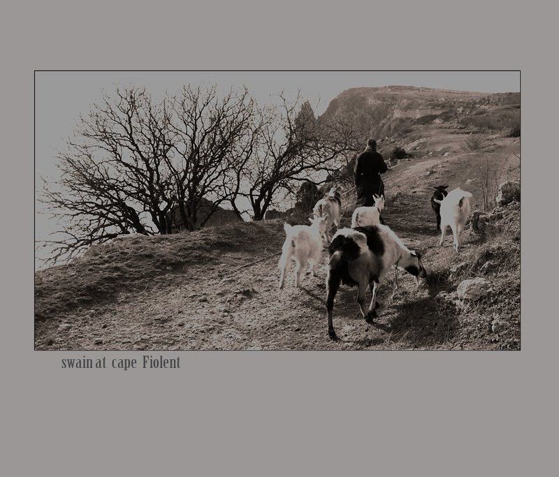 swain at the cape of fiolent фото превью
