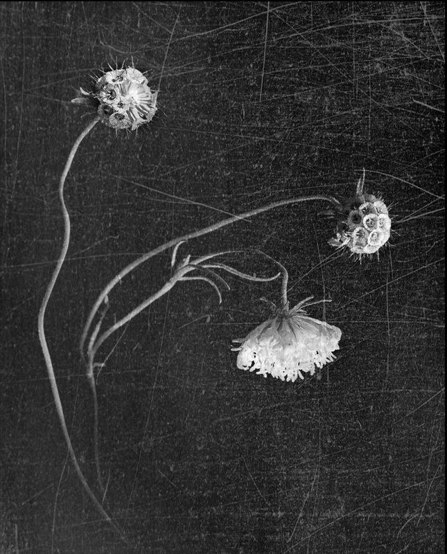 ТРИО фото превью