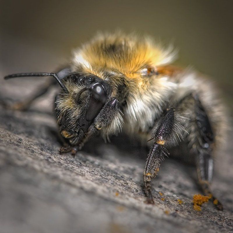 нну!.. с Новым Годом ! ! ! фото превью
