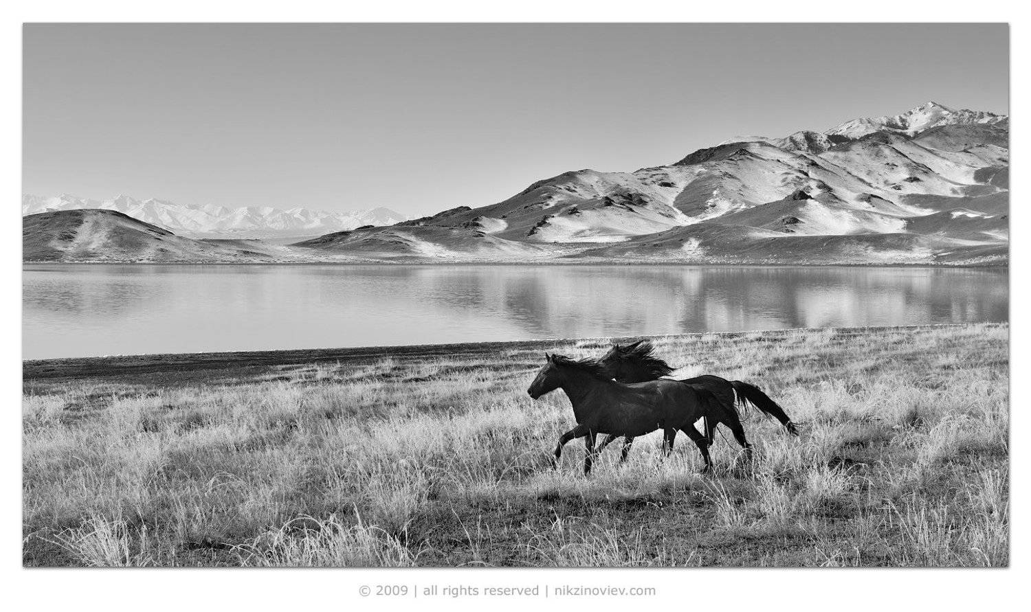 кони, пейзаж, Николай Зиновьев