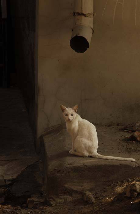 , Юрий Охлопков