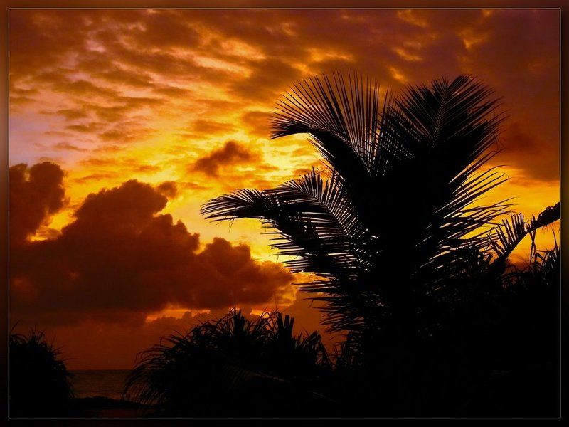 шри-ланка,закат,пальма Закат и пальма фото превью