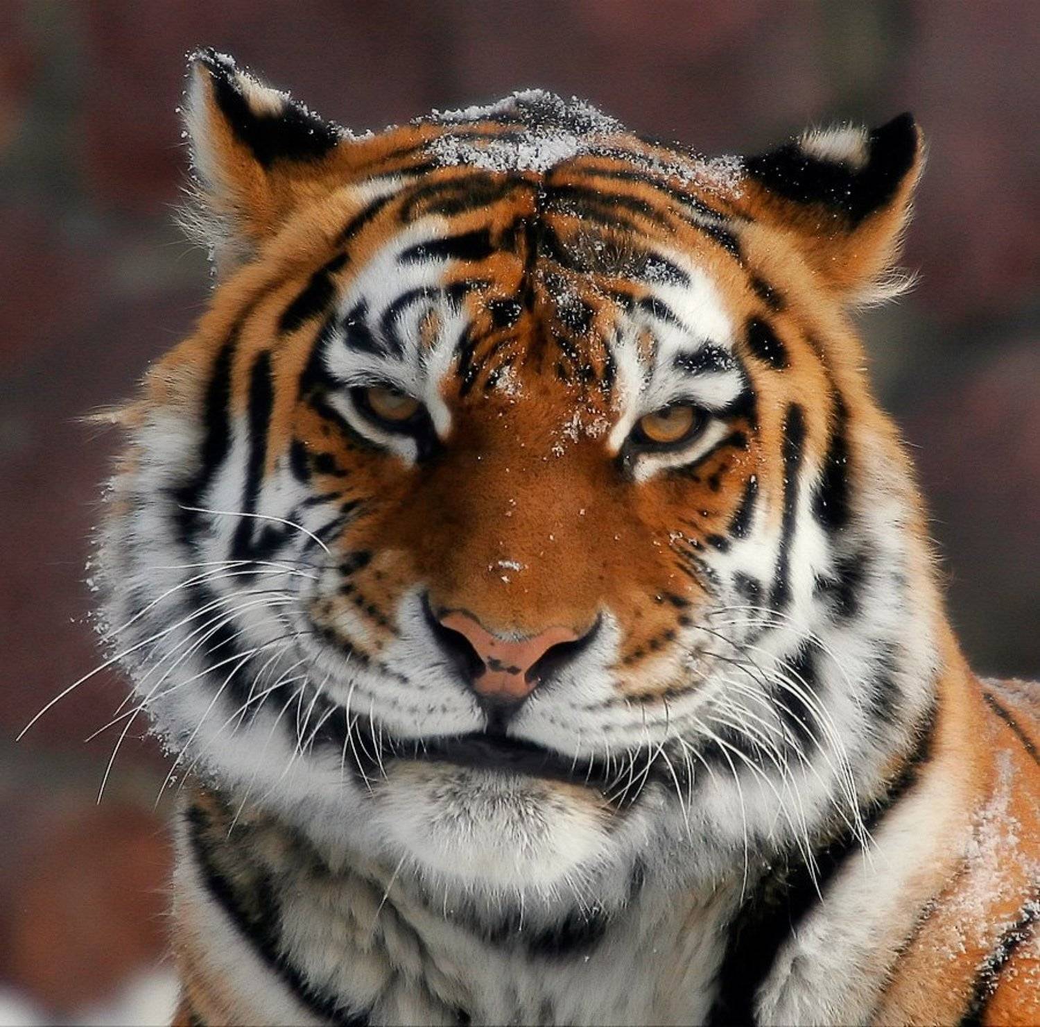 2010, тигр, Макс Шамота