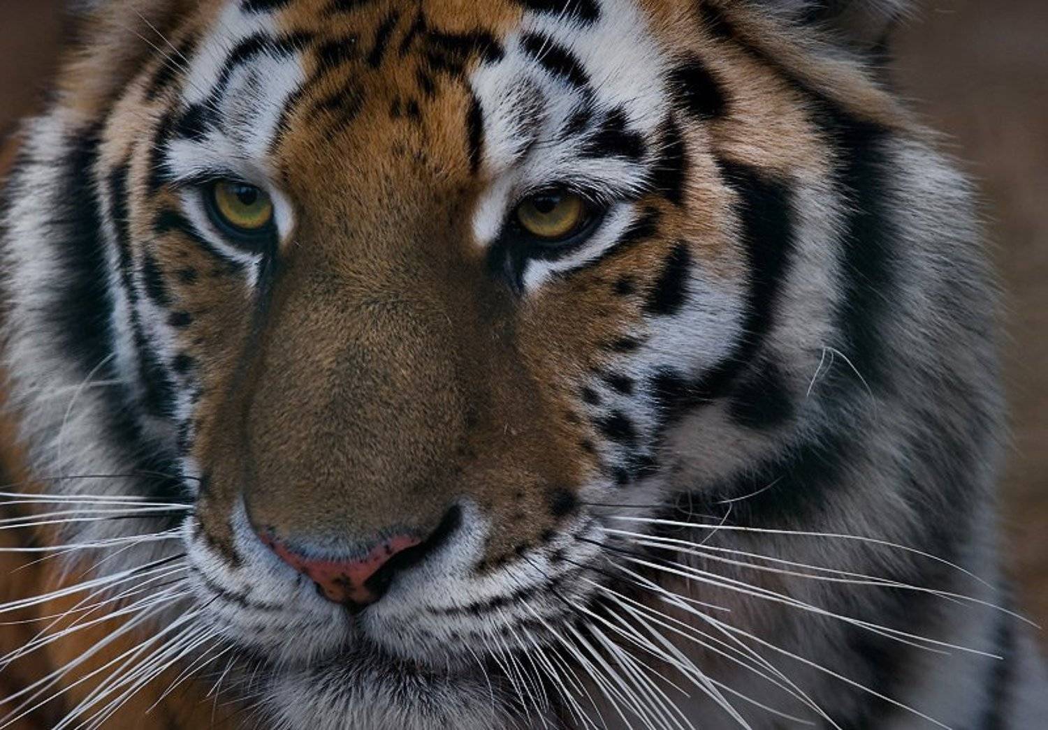 тигр, Ольга Новикова