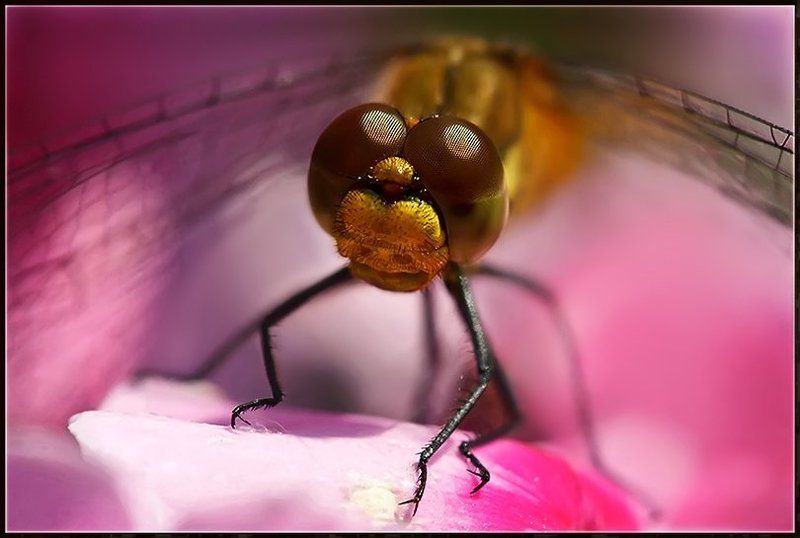 **** фото превью