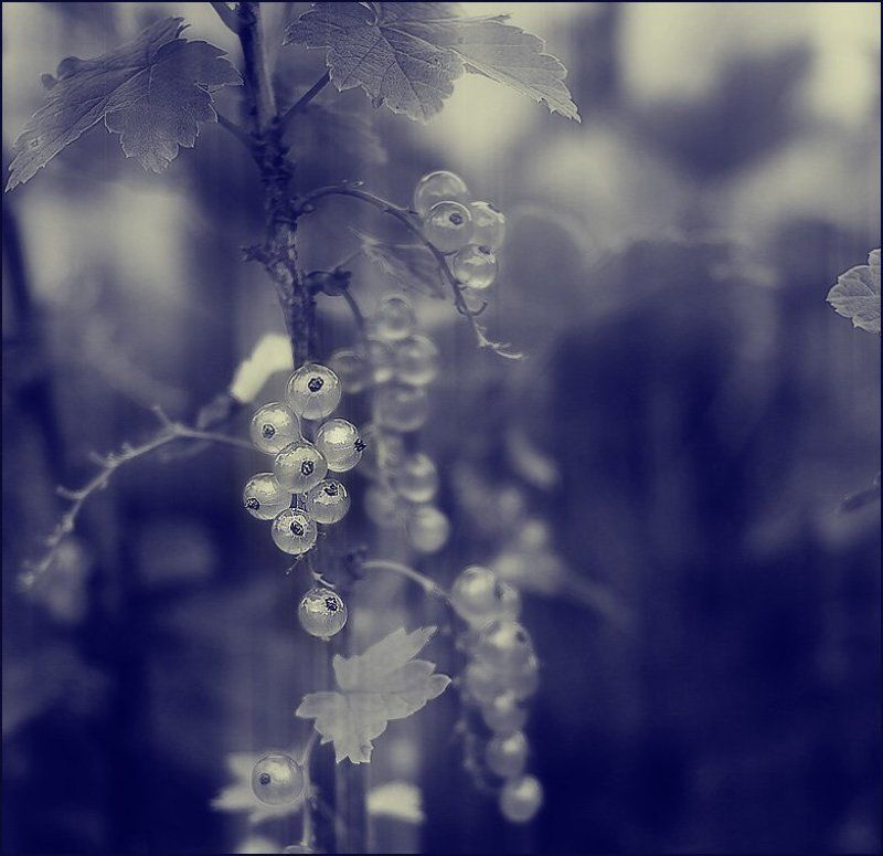 PEARLS фото превью