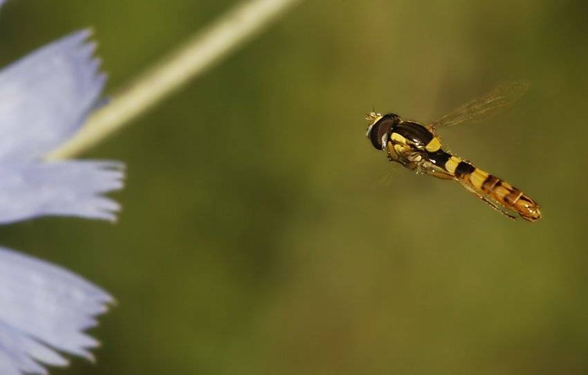 журчалки, syrphidae, Юрий Охлопков