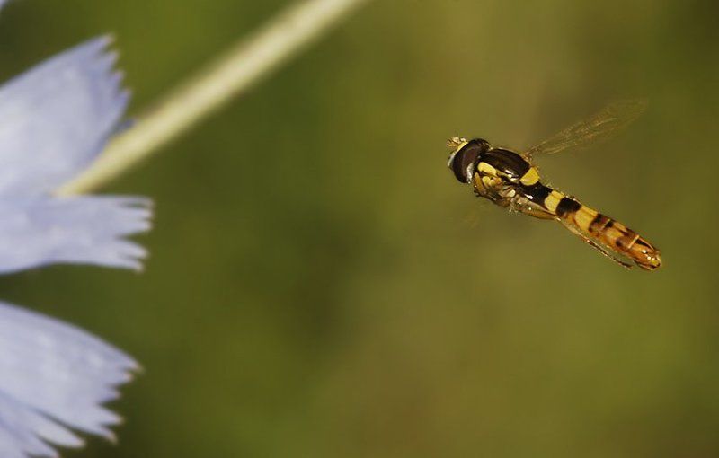 журчалки, syrphidae Журчалка фото превью