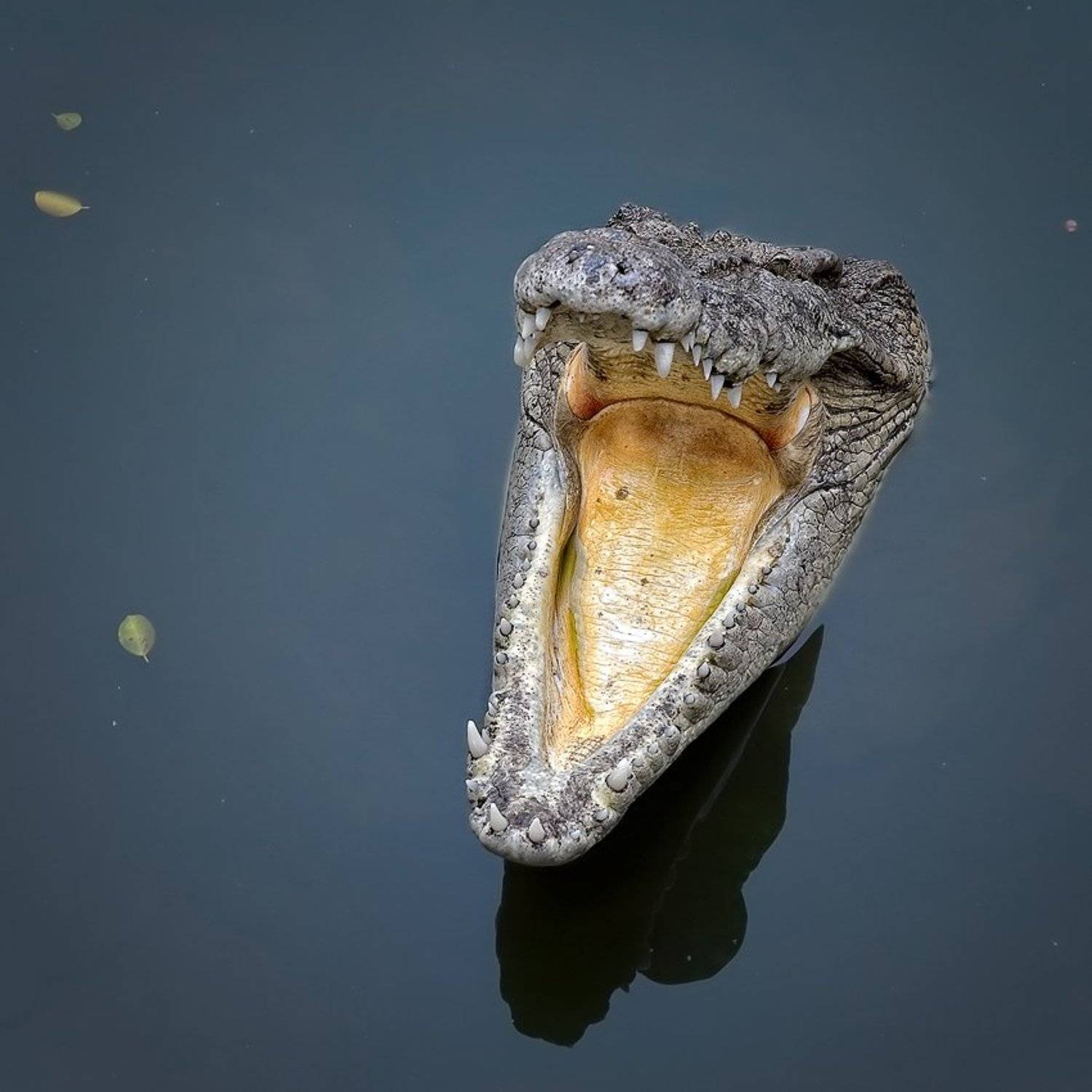 , Андрей Романов