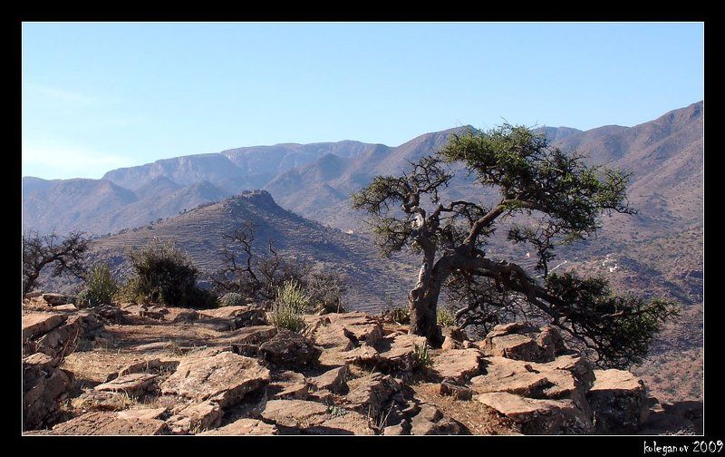 морокко, дерево арганы, берберы. Берберская крепость 2 фото превью