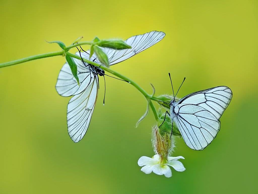 , Алёна Шевцова