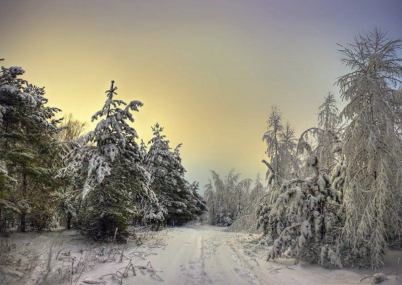 деревья, снег, зима, небо, пейзаж, ели Волшебный лес фото превью