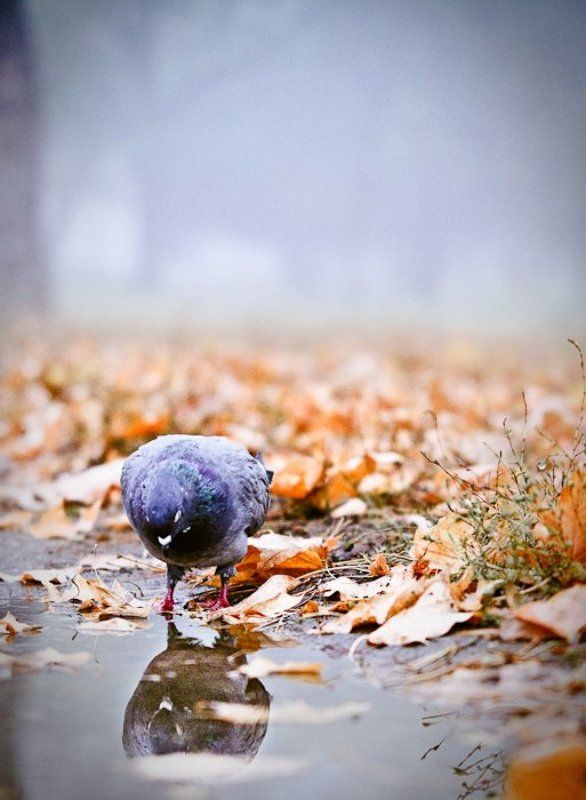 Нарциссизм фото превью