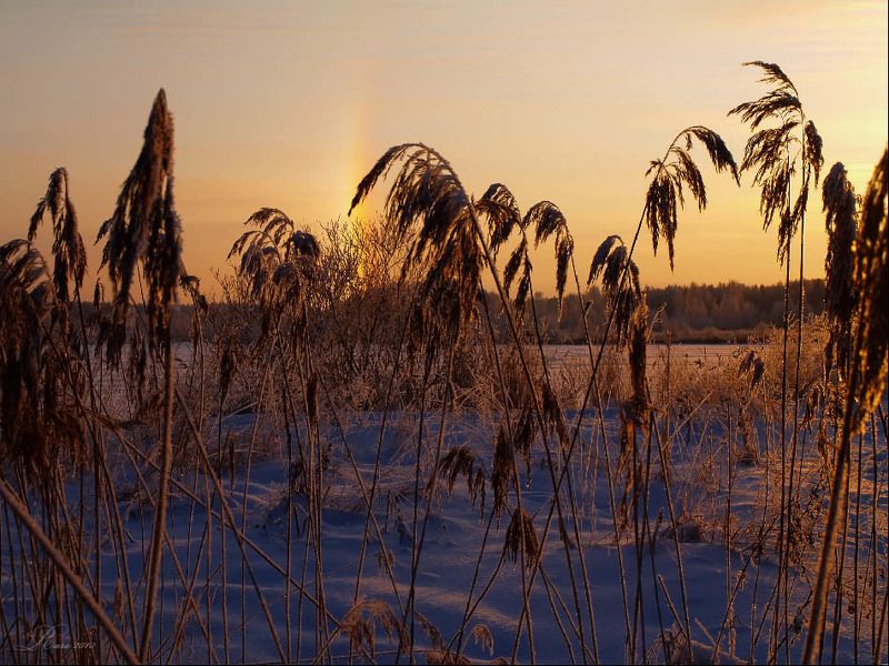 закат, гало, зима, пейзаж В камышах. фото превью
