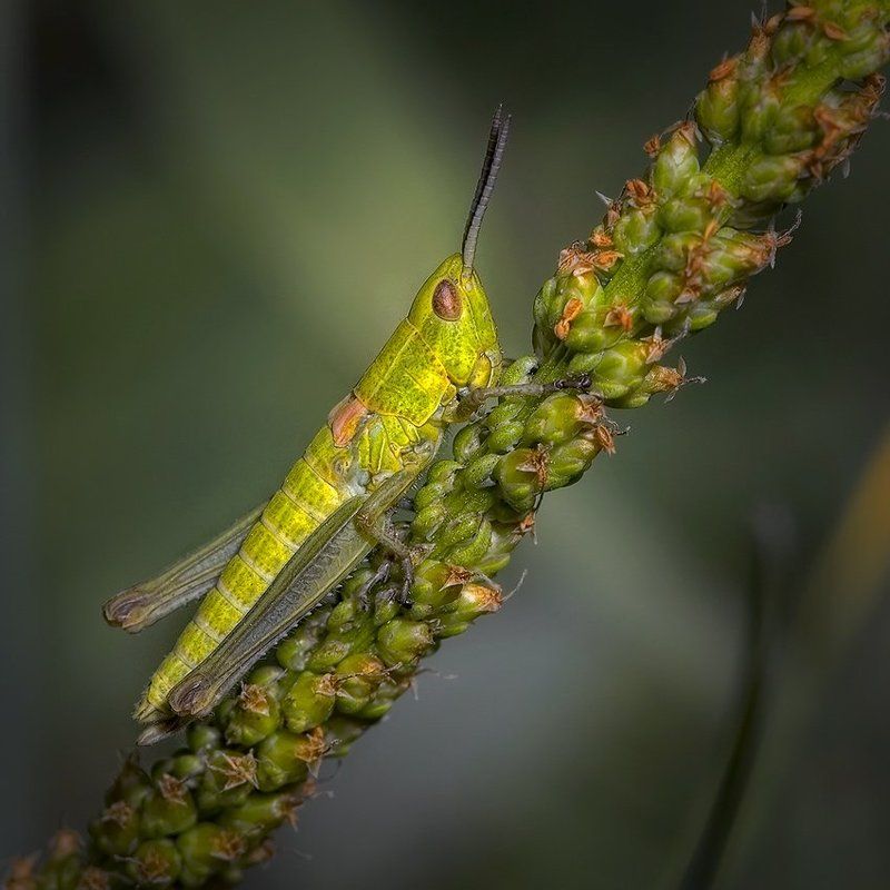 КРУТОЙ ПЕРЕЦ ! ! ! фото превью