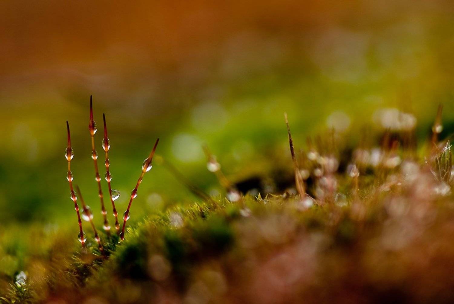 мох, капли, зелень, Юлия