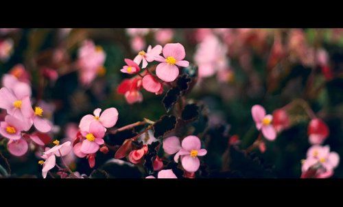 flowers I