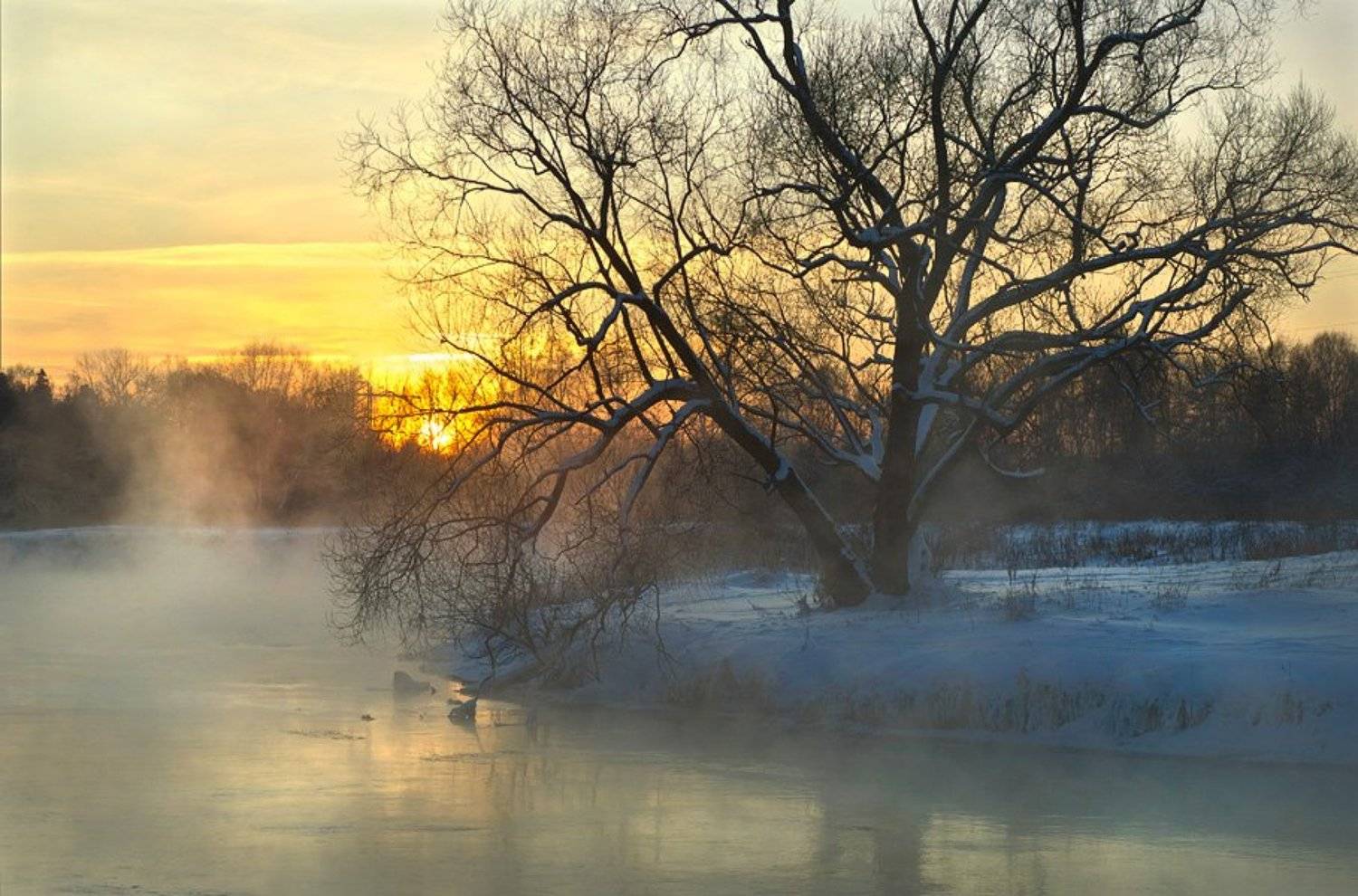 , Макс Шамота