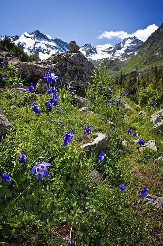 алтай, дол. в.поперечного озера *** фото превью
