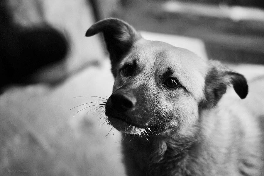 , Владислав.