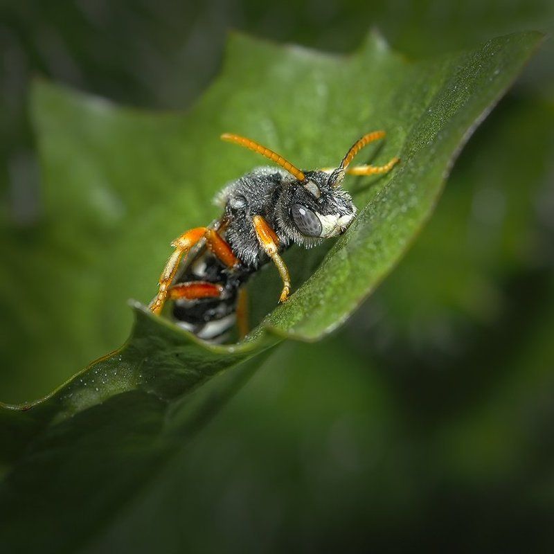 след, Жужа, след ! ! ! фото превью
