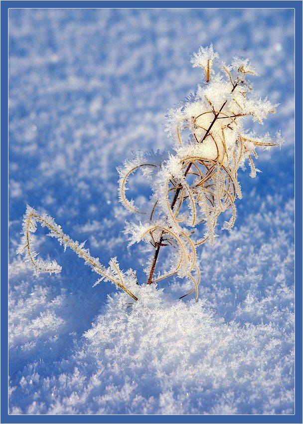 кипрей,иней, Солодухин Виктор