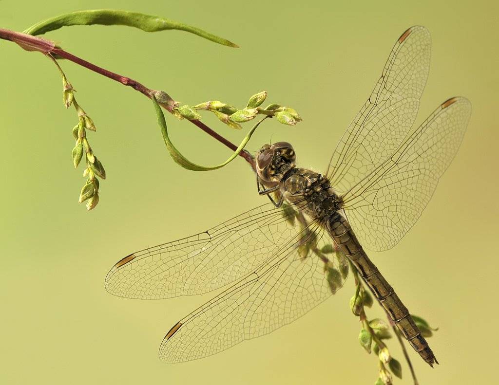 , Алёна Шевцова