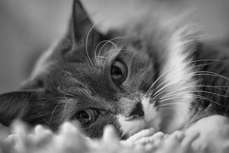 , Владислав.