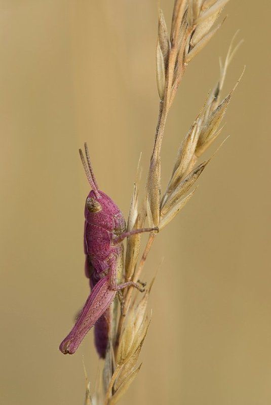 пурпурный Я весь такой пурпурный... фото превью