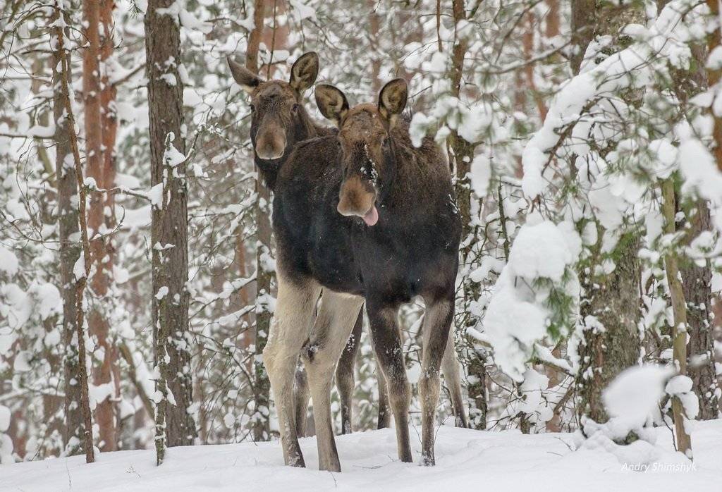 , Андрей Шимчук