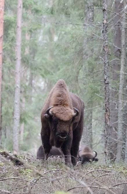 Зубр, Андрей Шимчук