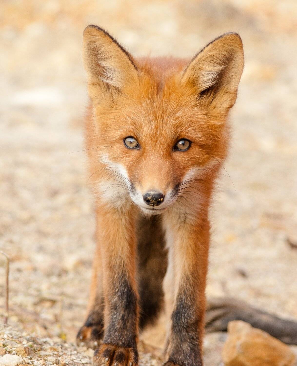 , Андрей Загребельный