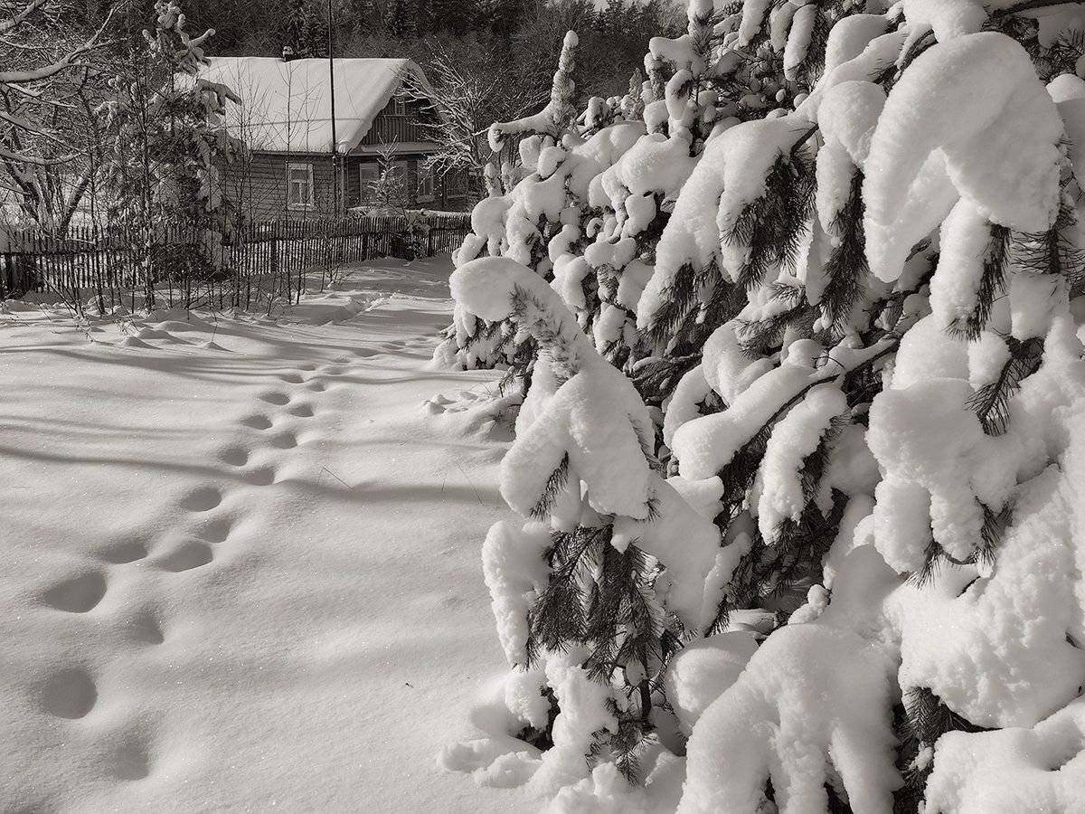 , Владимир Перепечаев