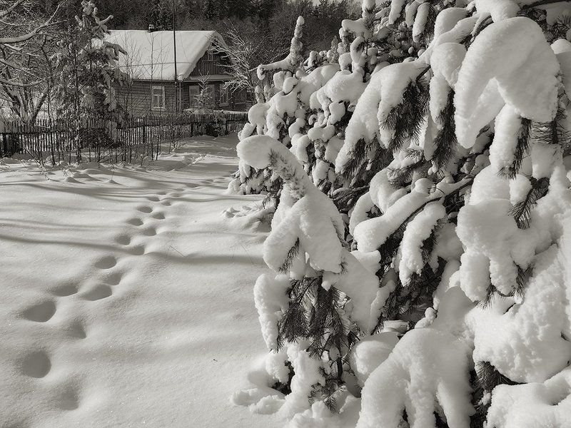 *** фото превью