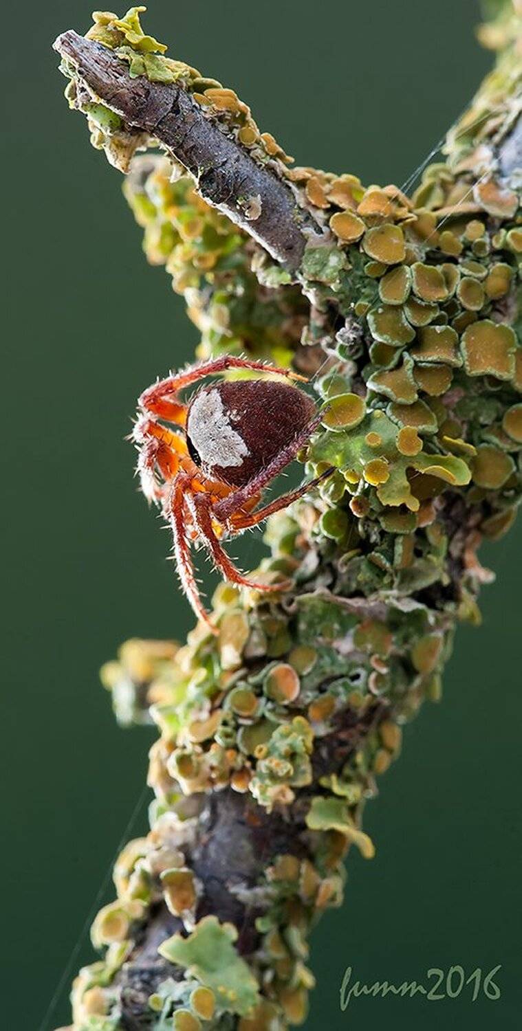 , Игорь ФУММ