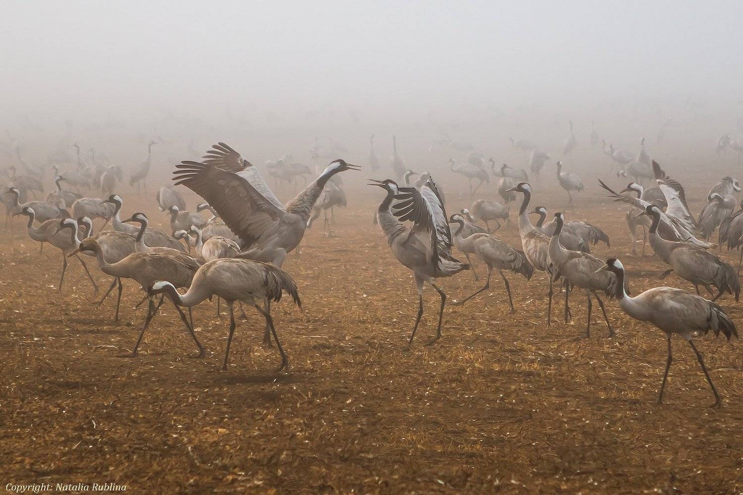 Дружба, Животные, Жкравли, Любовь, Настроение, Объятие, Природа, Птицы, Туман, Утро, Наталья Рублина