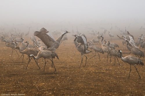 Добрые объятия...