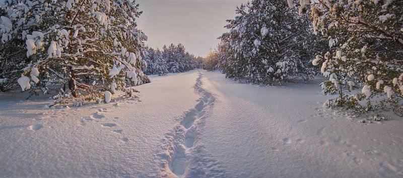 Дорога домой  фото превью