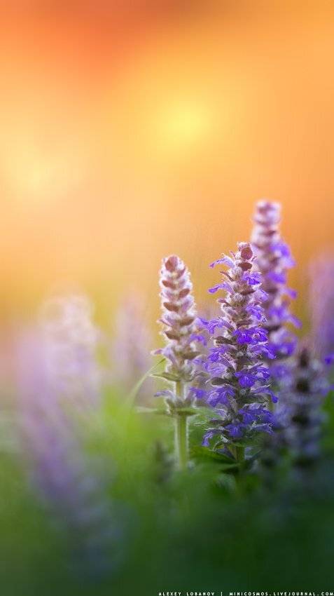 , Алексей Лобанов