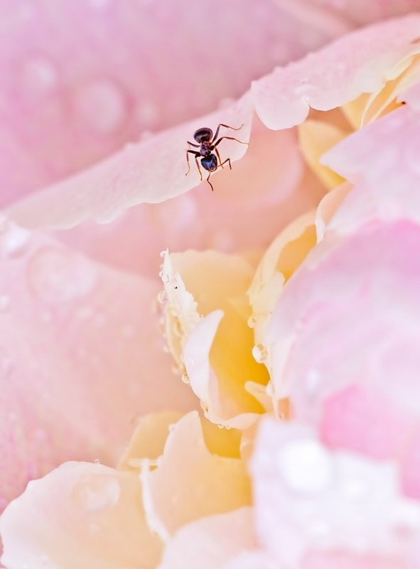 * фото превью