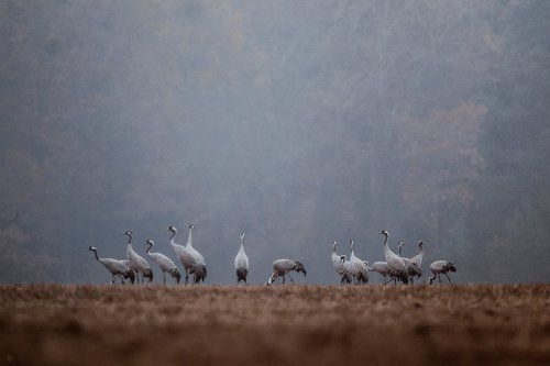 Cranes
