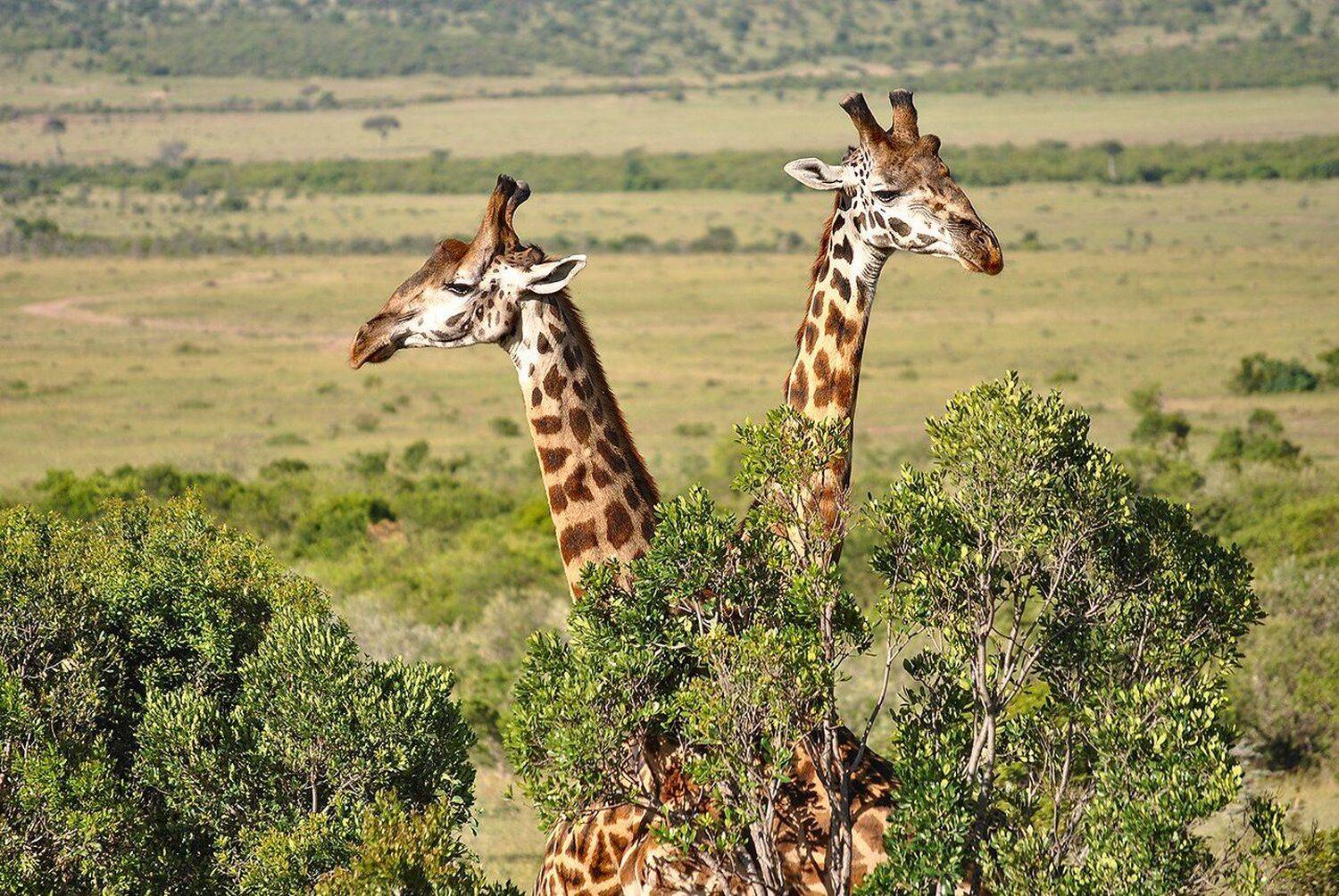 , Михаил Туркеев