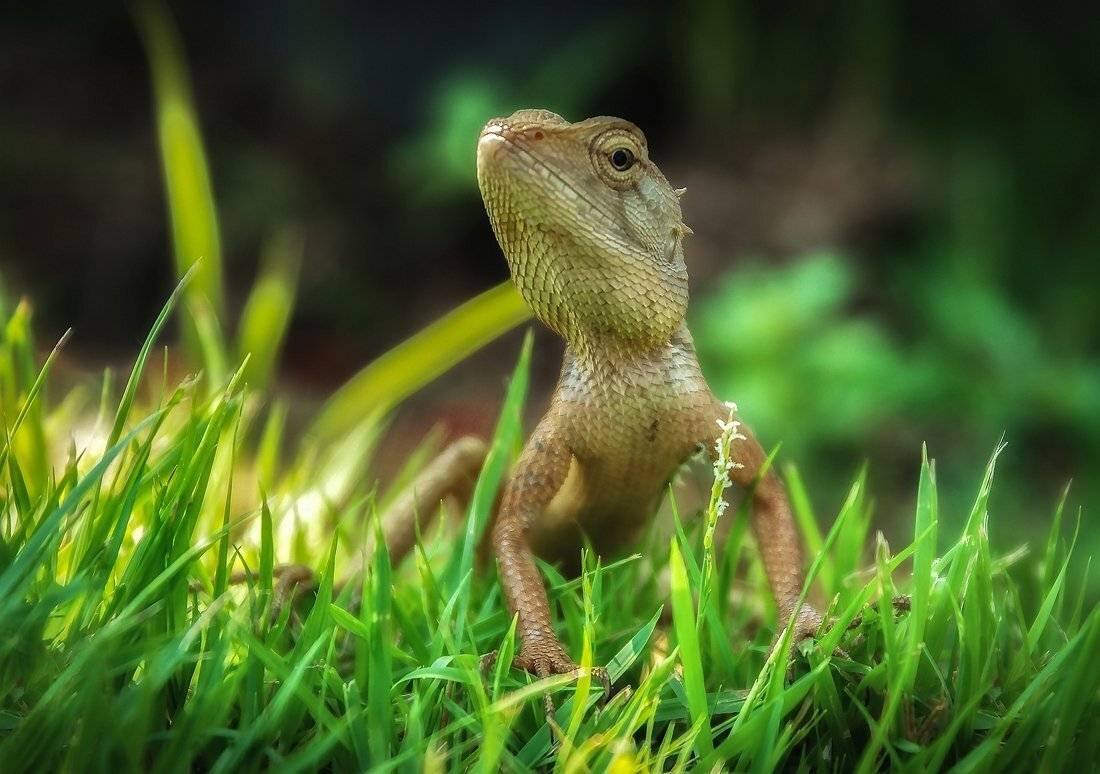 , Анатольевич