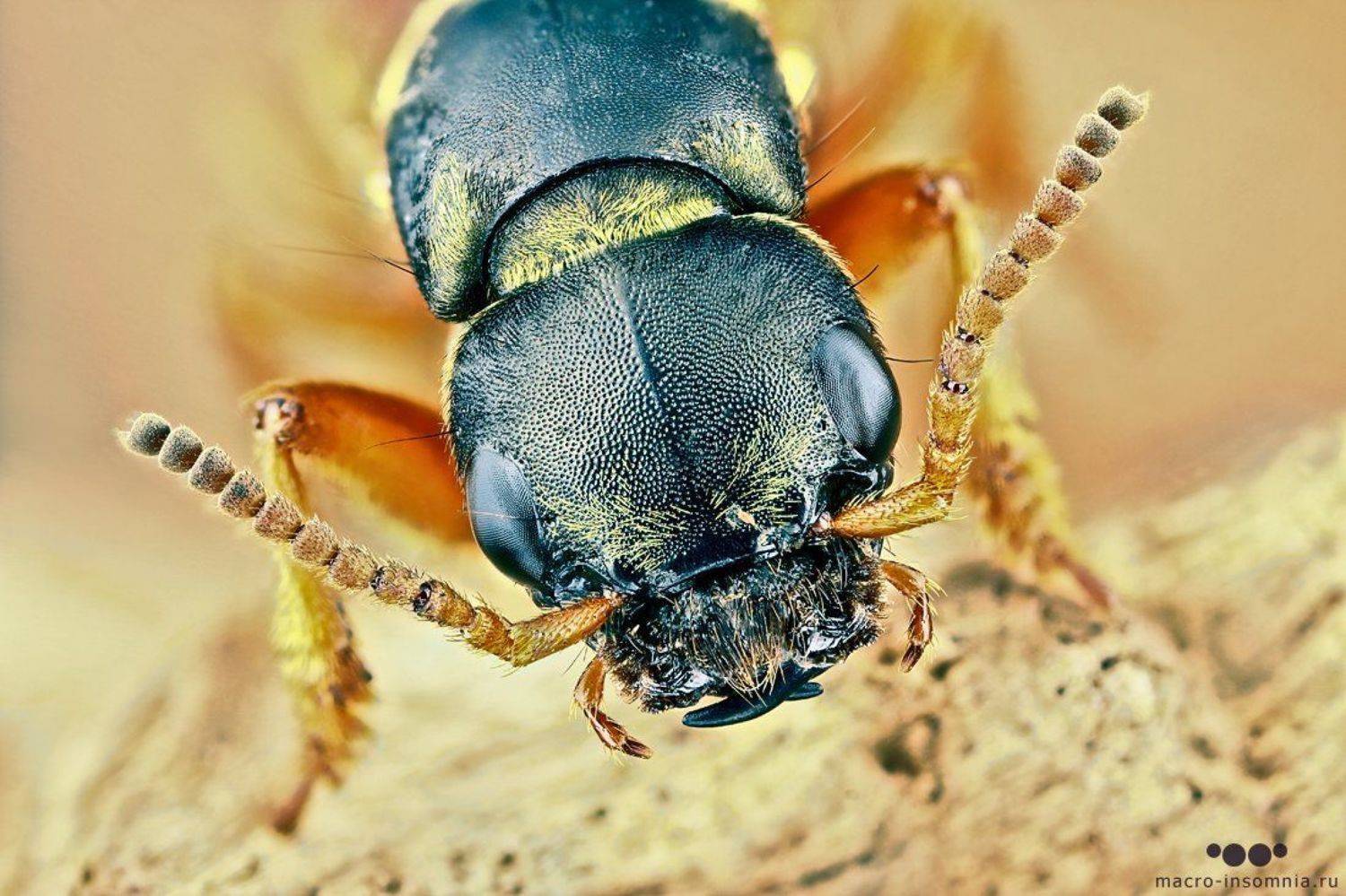 , Кирилл Кривошеев