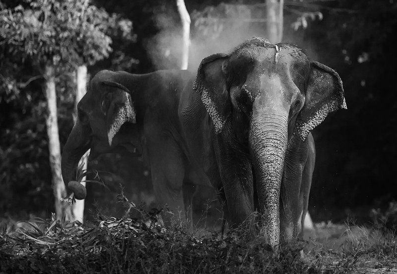 ***** фото превью