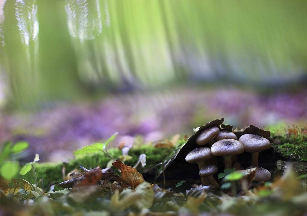 гриб,подберезовики,коричневый, одинарный, толстые,ноги, молодое,растение, макро, трава, мох, почвы, зеленые, желтые, листья, ветки, осень,лес, пейзаж, природа,разноцветные,торфяно-болотные,иглы, продукты питания, семена,, Виктор