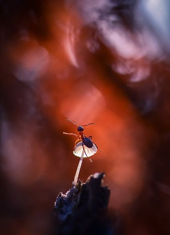 Сияние. фото превью