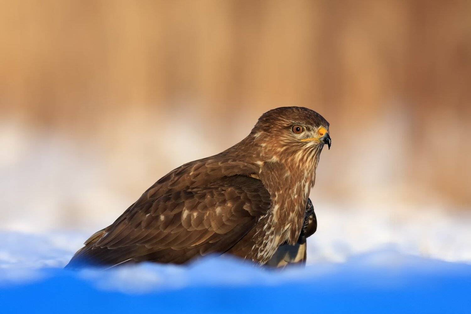 daniel wdowiak, fotografia przyrodnicza, myszoł&oacute;w, Daniel Wdowiak