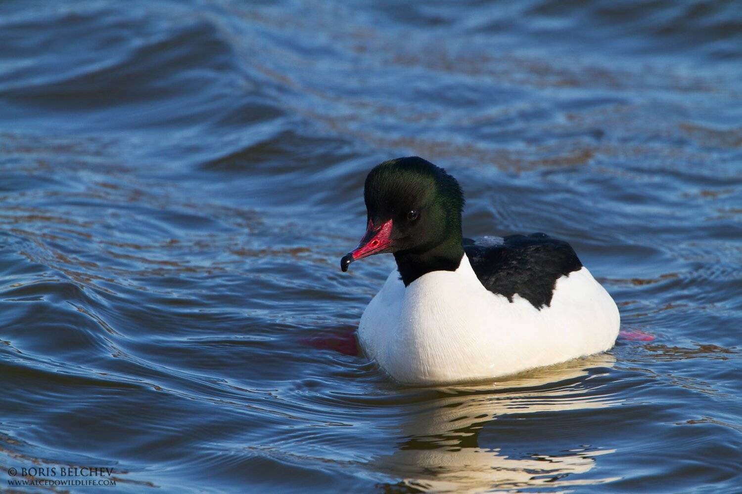 , Борис Белчев