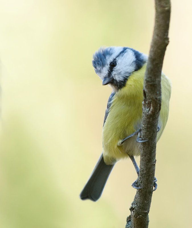 *** фото превью